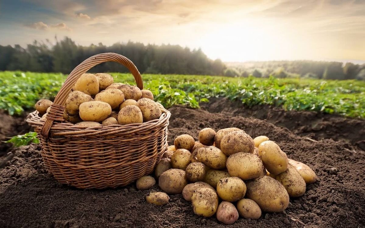 Cultivo agrícola sostenible